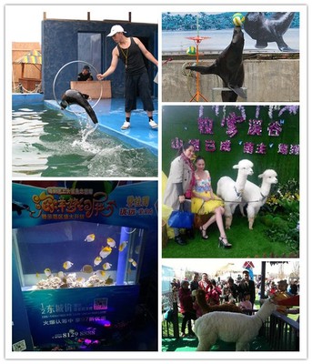 梧州市活體企鵝出租海獅表演商家青睞