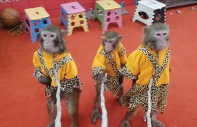 馬戲團(tuán)出租公司 小馬戲出租電話多少