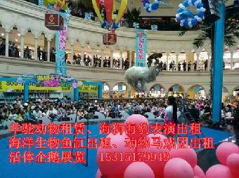 吉安市出租馬戲團(tuán)雜技表演-鸚鵡表演)_志趣網(wǎng)