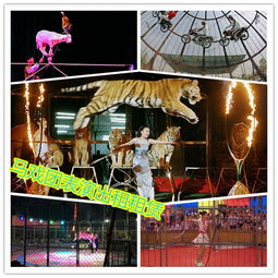 石獅市專業(yè)活體企鵝出租