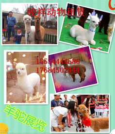 高青海洋生物展覽海獅表演全國(guó)演出