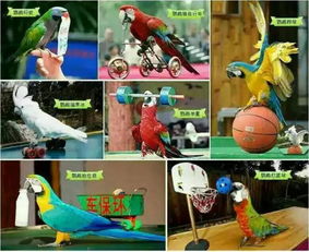 免費(fèi)送票 茂業(yè)竟把整個(gè)瘋狂動(dòng)物城搬來(lái) 全是你喜歡的萌寵神獸