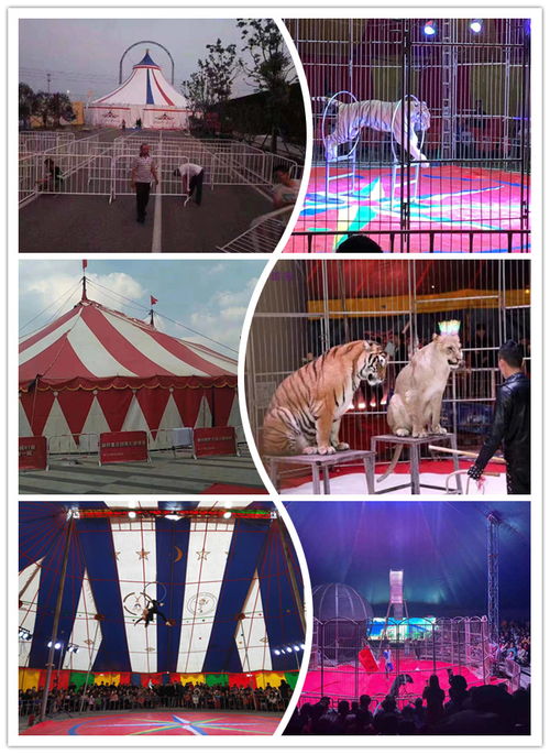 萊西市馬戲團(tuán)表演出租