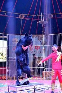 馬戲團表演資源馬戲團表演出租環球飛車特技表演