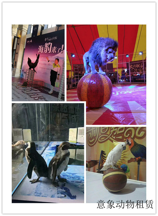 玉溪市哪里有馬戲團表演出租項目多