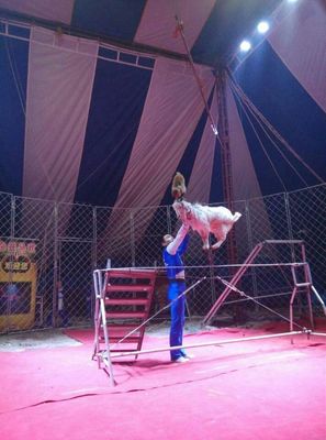 皇家馬戲巡演馬戲團出租特技環(huán)球飛車鸚鵡表演出租