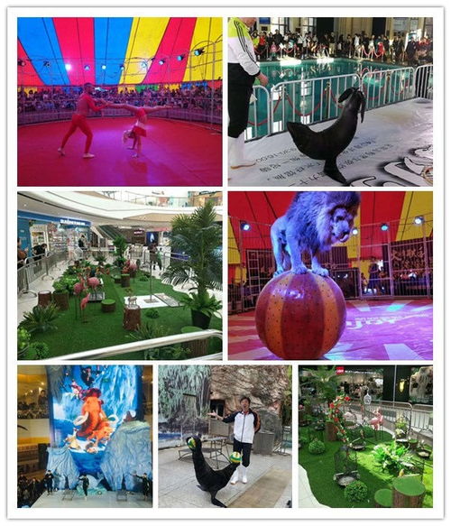 滕州哪有出租鸚鵡表演的