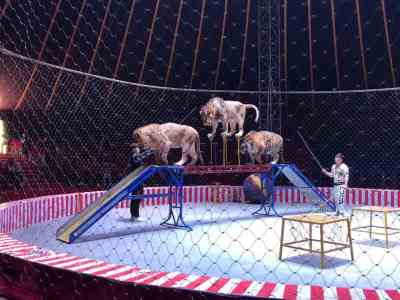 無錫環(huán)球飛車出租附近馬戲團(tuán)資源