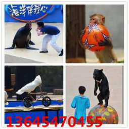 江蘇吳江百鳥展金剛鸚鵡表演租賃大海洋館