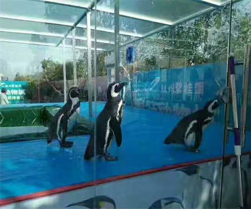 海洋展租賃電話海水鯊魚出租公司