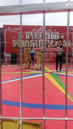 2023馬戲團租賃萌寵活動方案