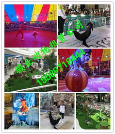 廣安市小動物表演鸚鵡演出專業公司