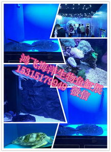 周邊地新野縣,出租馬戲團(tuán)表演羊駝出租的價格