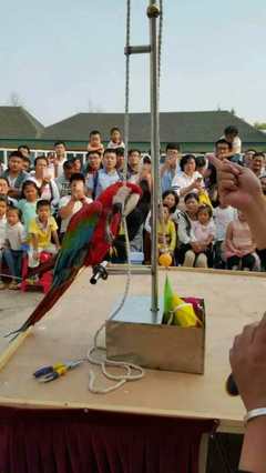 常德市海洋生物魚缸展與馬戲團出租服務